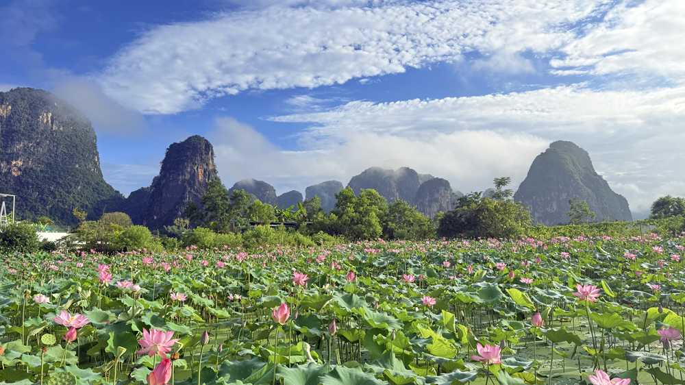 Lotus flowers in Yangshuo offer a quiet reminder of patience, growth, and long-term trust.